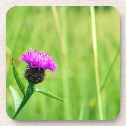Knapweed Getränkeuntersetzer (Vorderseite)