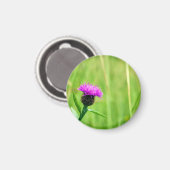 Knapweed Magnet (Vorderseite/Rückseite)