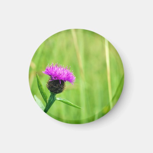Knapweed Magnet (Vorne)