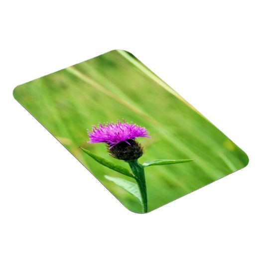 Knapweed Magnet (Rechte Seite)