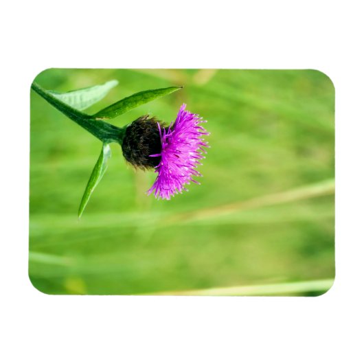 Knapweed Magnet (Horizontal)