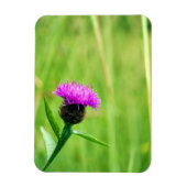 Knapweed Magnet (Vertikal)