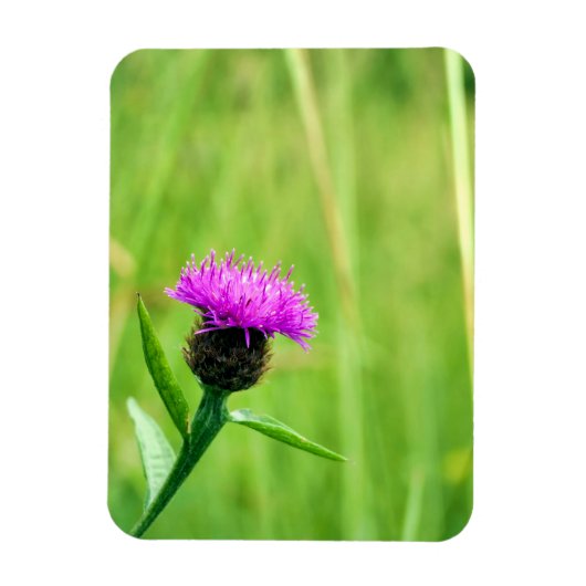 Knapweed Magnet (Vertikal)