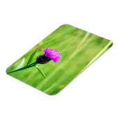Knapweed Magnet (Linke Seite)