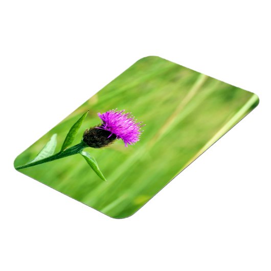 Knapweed Magnet (Linke Seite)