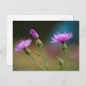 Knapweed, Michigan Postkarte (Vorne/Hinten)