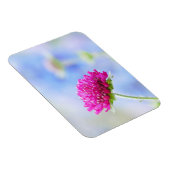 Knautia Macedonica Magnet (Rechte Seite)