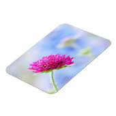 Knautia Macedonica Magnet (Linke Seite)