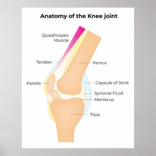 Knie-Anatomie Poster