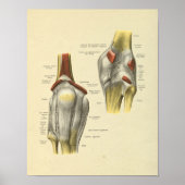 Knie Ligaments Gemeinsame Anatomie Knochen drucken Poster (Vorne)