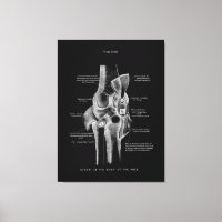 Kniegelenke Anatomie Kunst