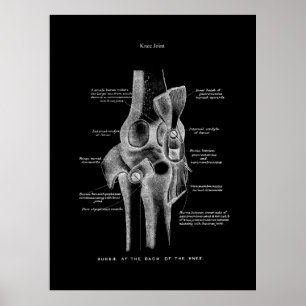 Kniegelenke Anatomie Kunst Poster