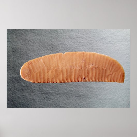 Knife blade poster (Vorne)