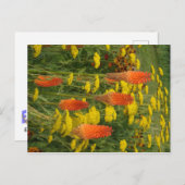 Kniphofia Uvaria Orange Blume DIY Postkarte (Vorne/Hinten)
