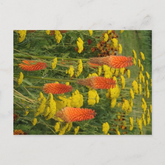 Kniphofia Uvaria Orange Blume DIY Postkarte (Vorderseite)