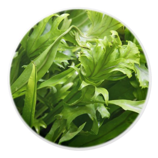Knob - Fischschwanz Fern Keramikknauf (Vorderseite)