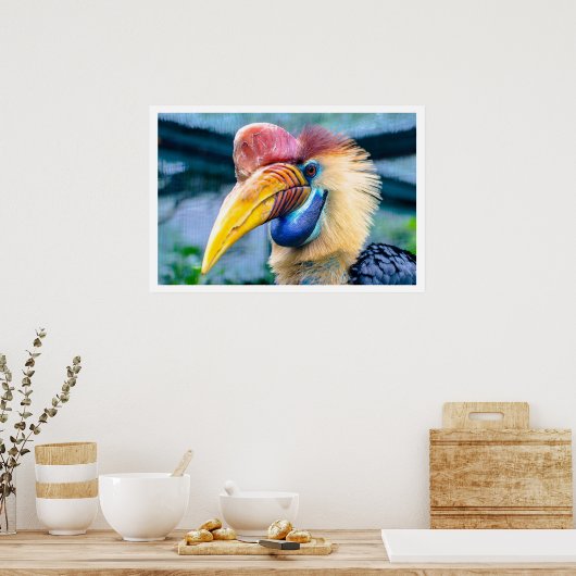 Knobbed Hornbill Poster (Küche)