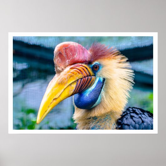 Knobbed Hornbill Poster (Vorne)