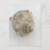 Knobbed Whelk Seashell Photography Postcard Postkarte (Vorderseite)