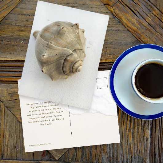 Knobbed Whelk Seashell Photography Postcard Postkarte