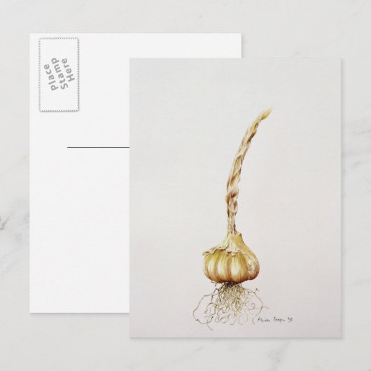 Knoblauch 1998 postkarte (Vorne/Hinten)