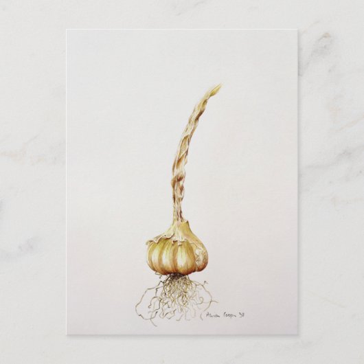 Knoblauch 1998 postkarte (Vorderseite)