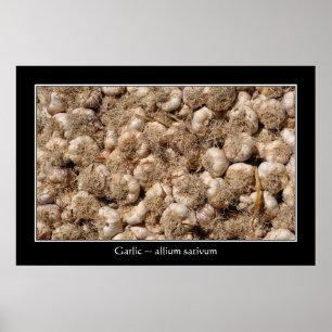 Knoblauch auf französischem Marktplakat Poster