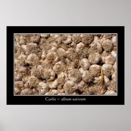 Knoblauch auf französischem Marktplakat Poster (Vorne)