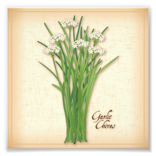 Knoblauch-Chives-Kraut-Foto Print Fotodruck (Vorne)