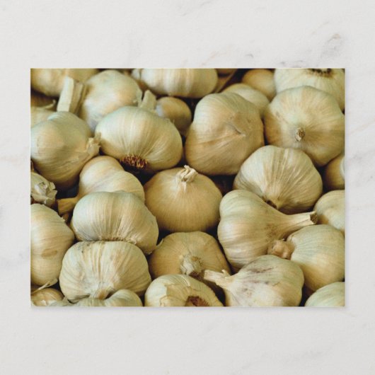 Knoblauch, frisch postkarte (Vorderseite)