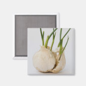 Knoblauch Magnet (Vorderseite/Rückseite)
