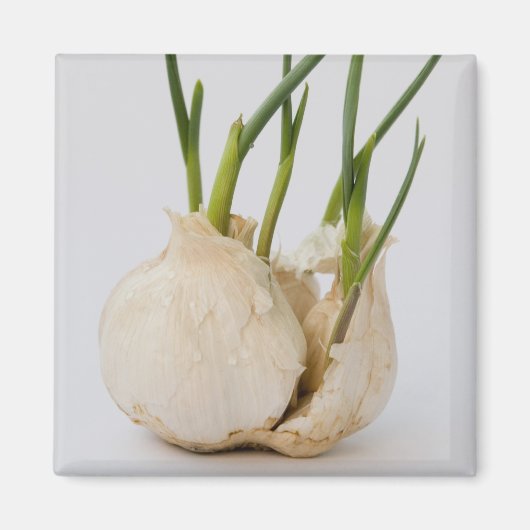 Knoblauch Magnet (Vorne)