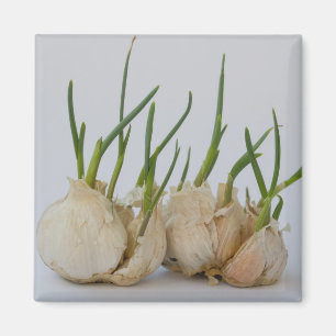 Knoblauch Magnet