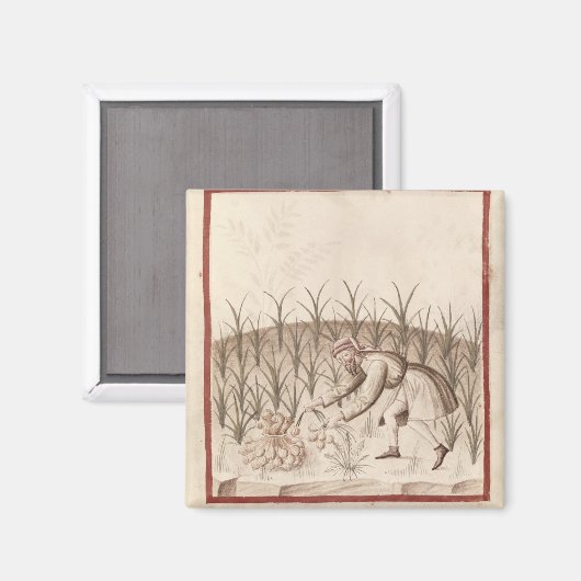 Knoblauch Magnet (Vorderseite/Rückseite)