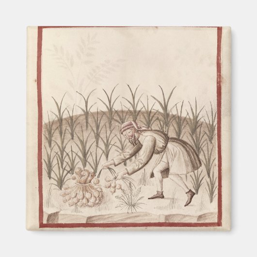 Knoblauch Magnet (Vorne)