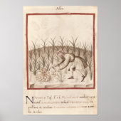 Knoblauch Poster (Vorne)