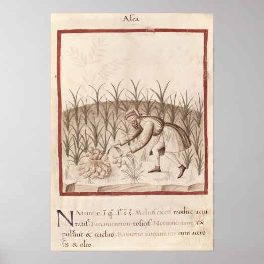 Knoblauch Poster (Vorne)