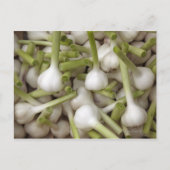 Knoblauch Postkarte (Vorderseite)