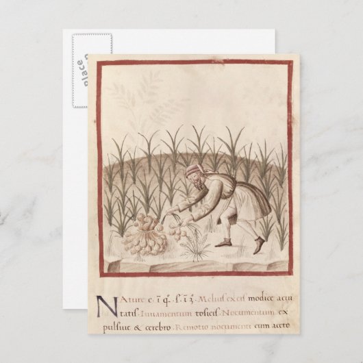 Knoblauch Postkarte (Vorne/Hinten)