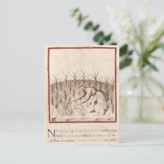 Knoblauch Postkarte (Stehend Vorderseite)