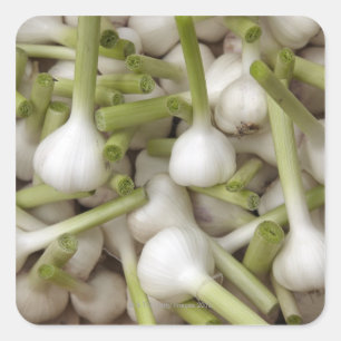 Knoblauch Quadratischer Aufkleber