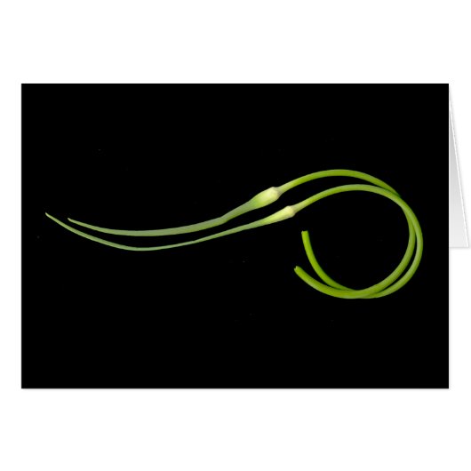 Knoblauch scape (Vorderseite (Horizontal))