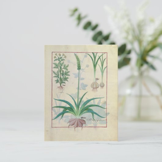 Knoblauch und andere Pflanze Postkarte (Stehend Vorderseite)