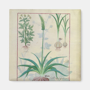 Knoblauch und andere Pflanzen Magnet