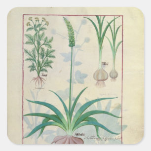 Knoblauch und andere Pflanzen Quadratischer Aufkleber