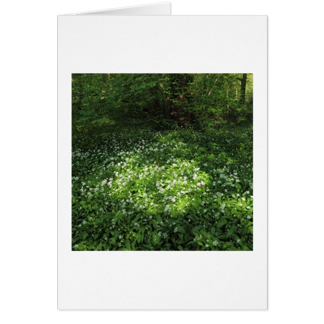 Knoblauchfleck (Vorne)