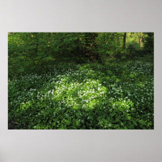 Knoblauchfleck Poster