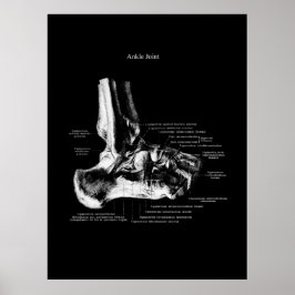 Knöchelanatomie Orthopädische Wanddekor Poster