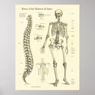 Knochen Anatomie Chart der Wirbelsäule Poster