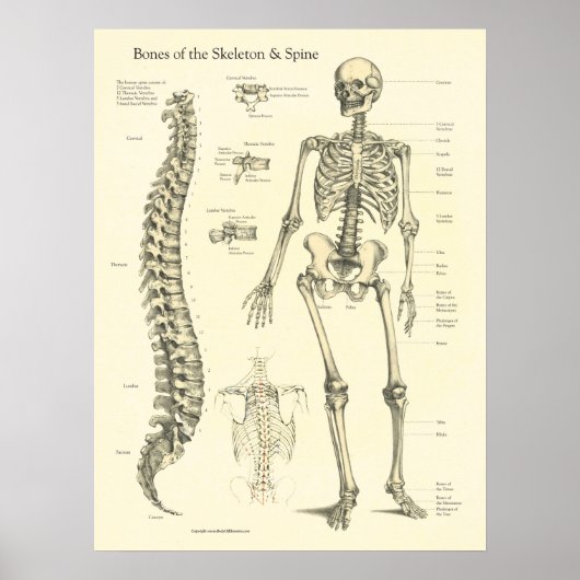 Knochen Anatomie Chart der Wirbelsäule Poster (Vorne)
